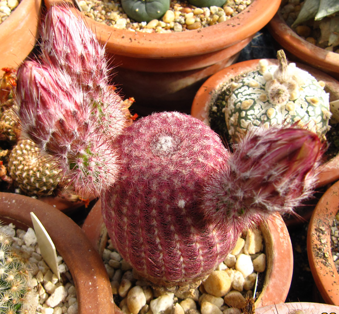 Echinocereus rigidissimus v. rubispinus